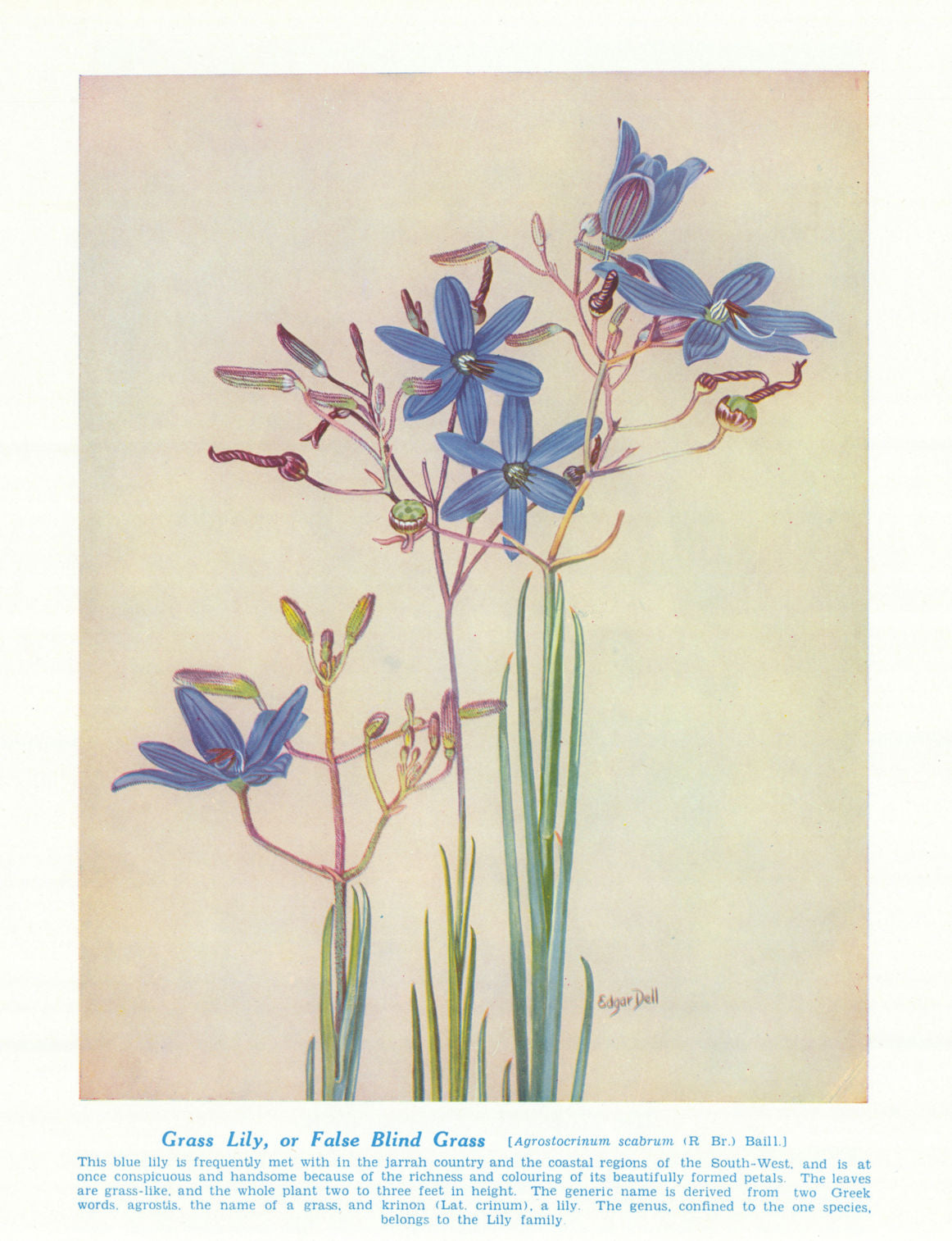 Grass Lily/False Blind Grass (Agrostocrinum scabrum) Australian Wild Flower 1950